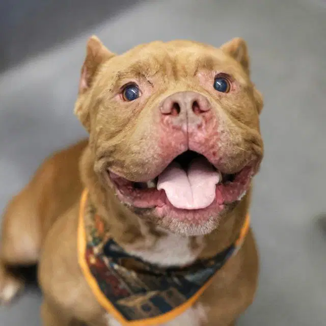 Sunrise - American Staffordshire Terrier