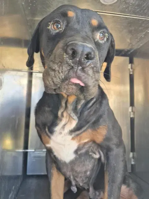 R-Lo - Rottweiler