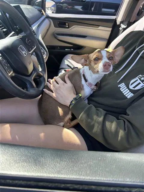 Lilo - Chihuahua