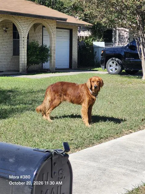 Rojo - Labrador Retriever
