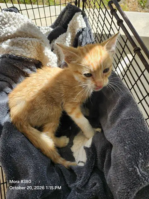 Viking - Domestic Short Hair