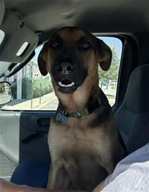 Sam - German Shepherd Dog