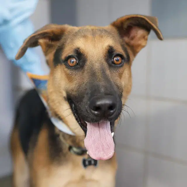 Sam - German Shepherd Dog