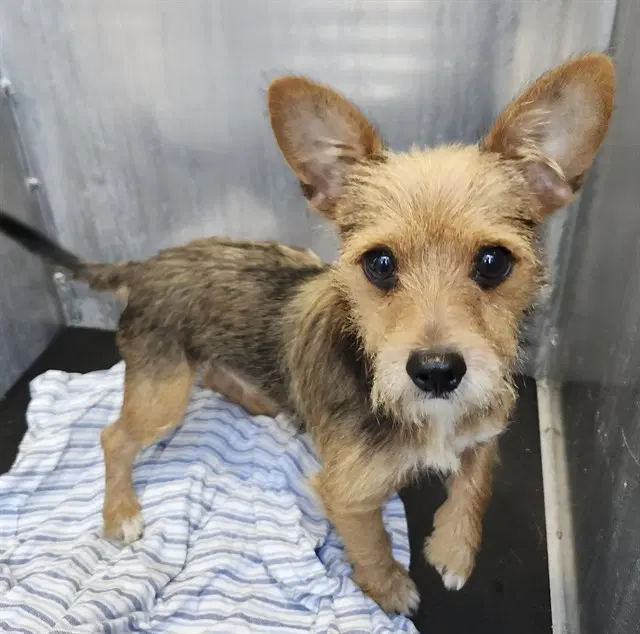 Archie - Norfolk Terrier