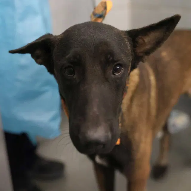 Cowboy - Belgian Shepherd Malinois