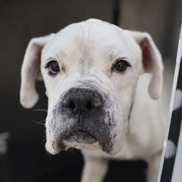 Tito - Boxer