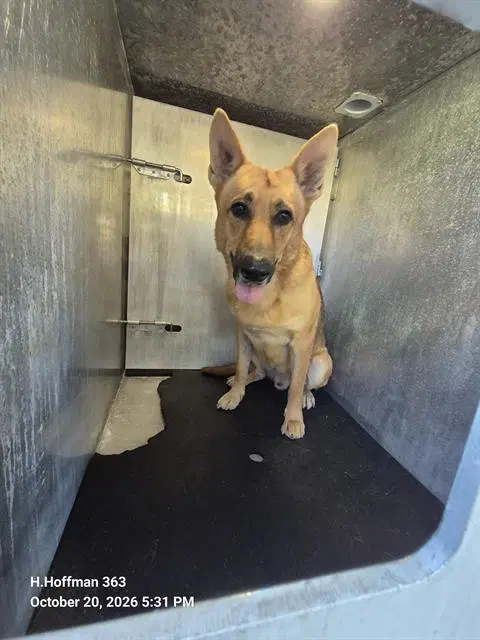Jax - German Shepherd Dog