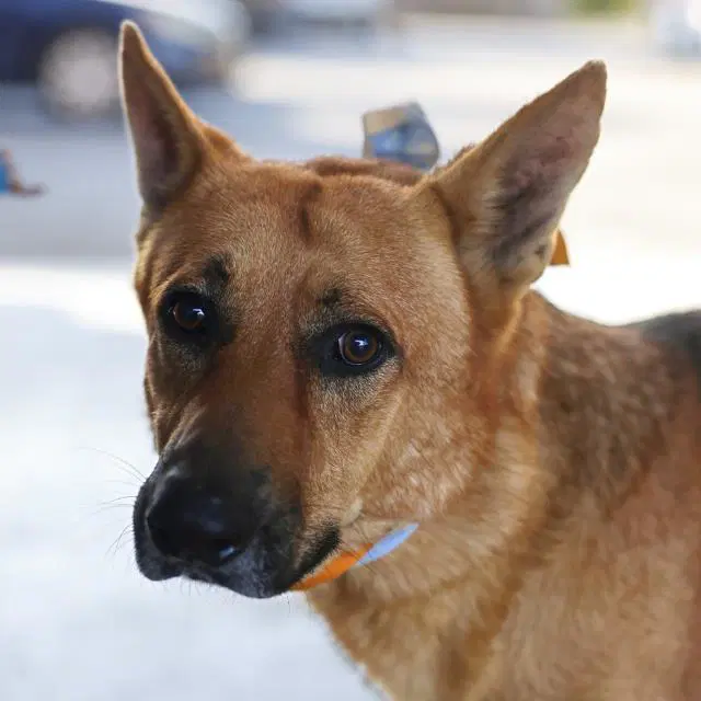 Jax - German Shepherd Dog