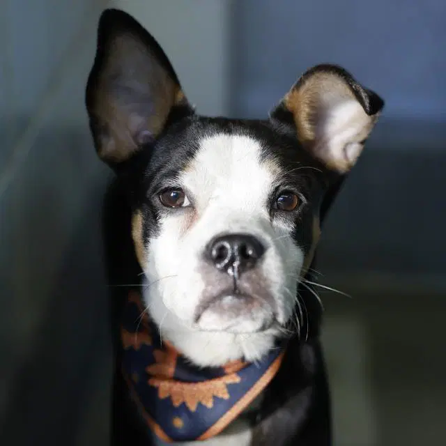 Dougie - Terrier