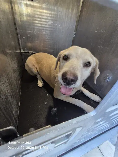 Sun - Labrador Retriever