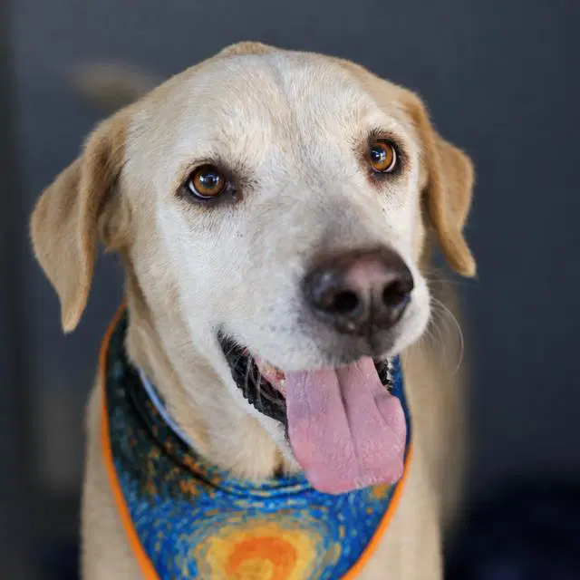 Sun - Labrador Retriever