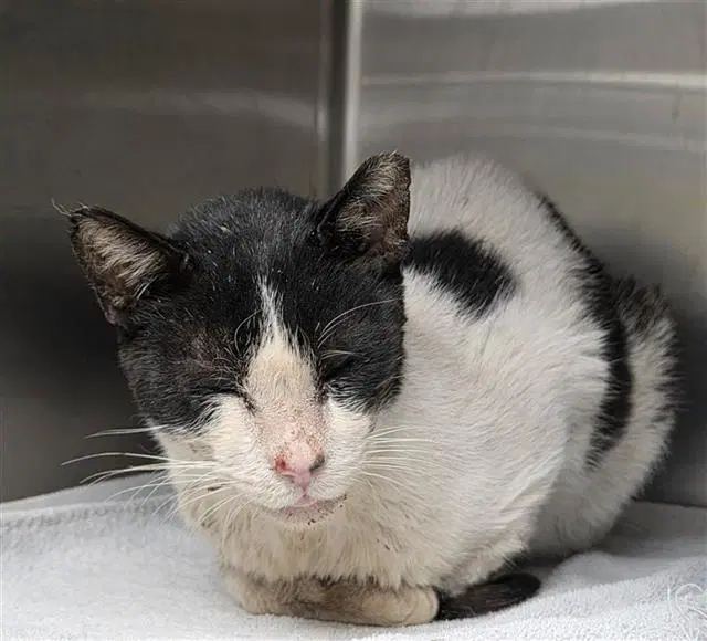 Pete - Domestic Short Hair
