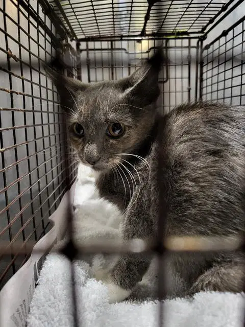 Bluebonnet - Domestic Medium Hair