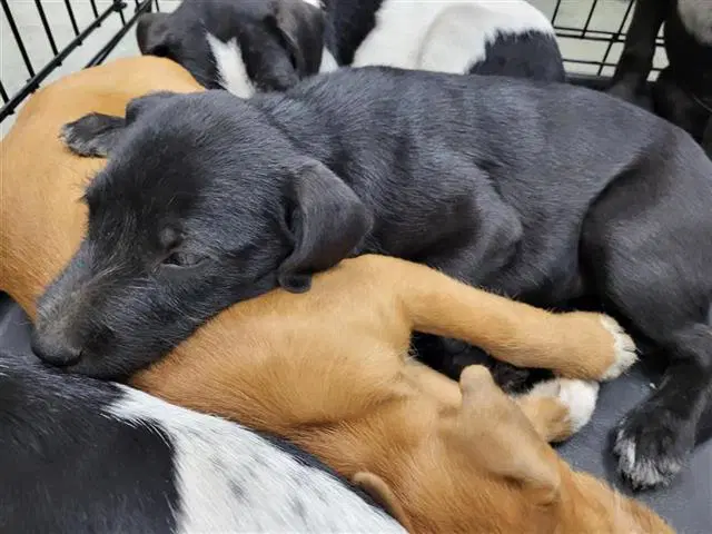 Honey - Terrier