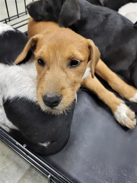 Cinnamon - Terrier