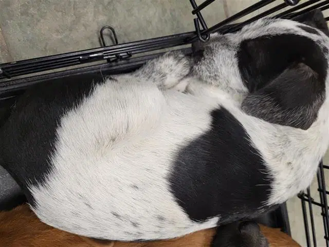 Spice - Terrier