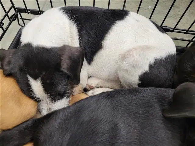 Pepper - Terrier