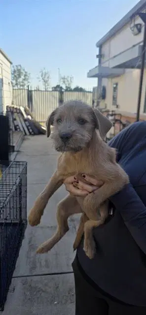 Nutmeg - Terrier