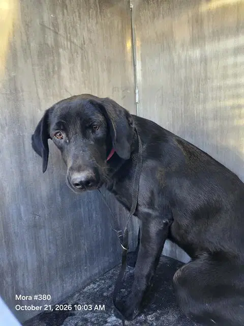 Punk - Labrador Retriever
