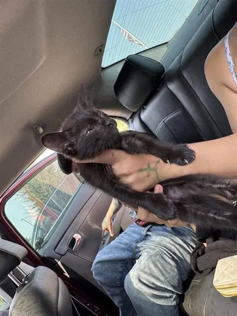 Onyx - Domestic Short Hair