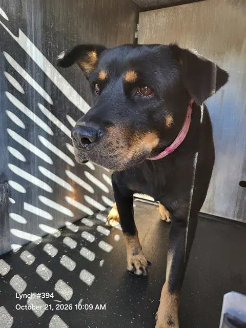 Odelia - Rottweiler