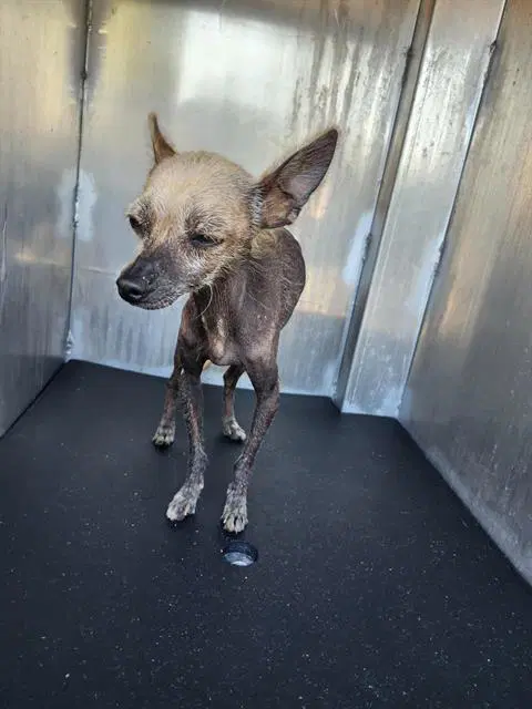 Bella Collazo - Chihuahua