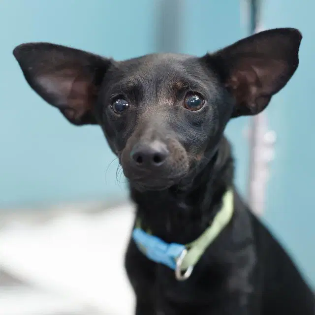 Pico - Dachshund