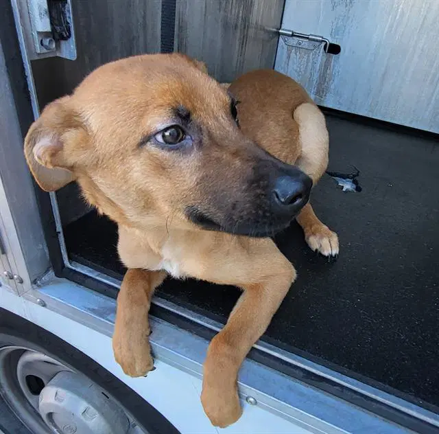 Boromir - Black Mouth Cur