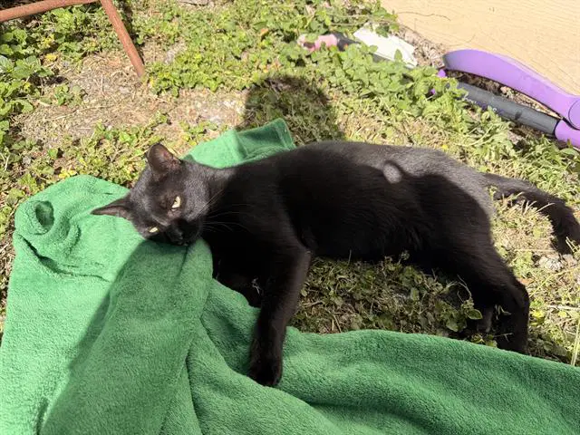 John - Domestic Short Hair