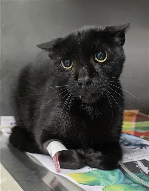 John - Domestic Short Hair