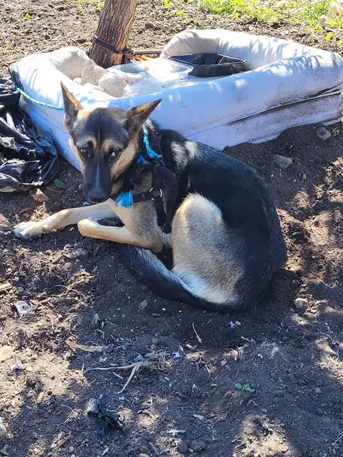 Tripp - German Shepherd Dog