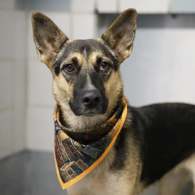 Tripp - German Shepherd Dog