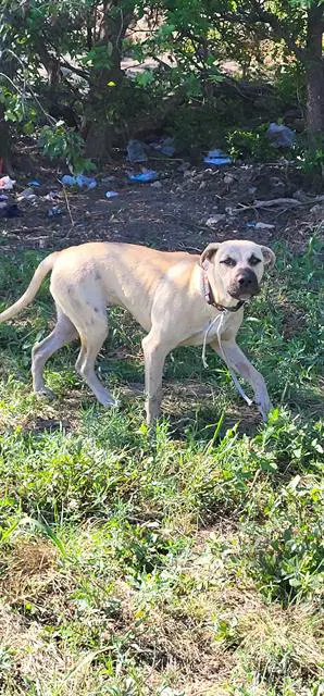 Miguel - American Staffordshire Terrier