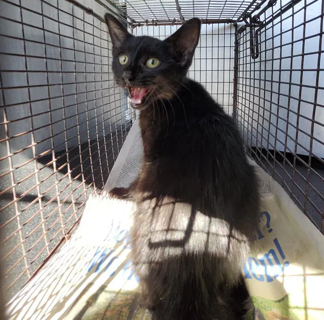 Petra - Domestic Short Hair