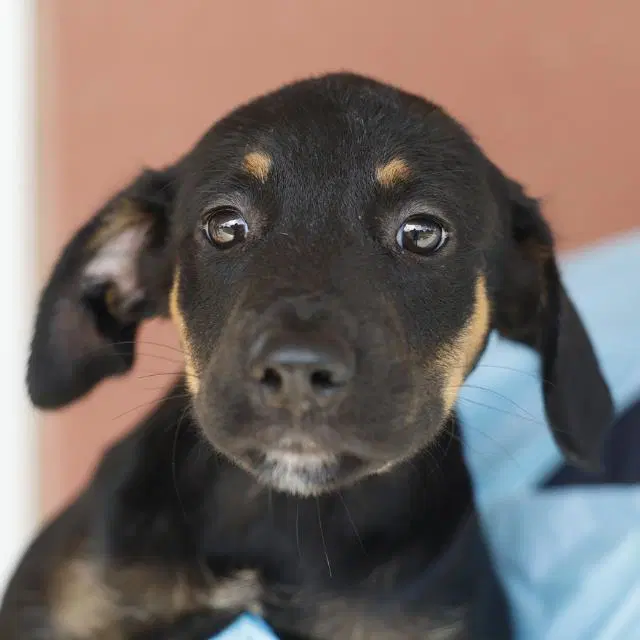 Troy - Doberman Pinscher