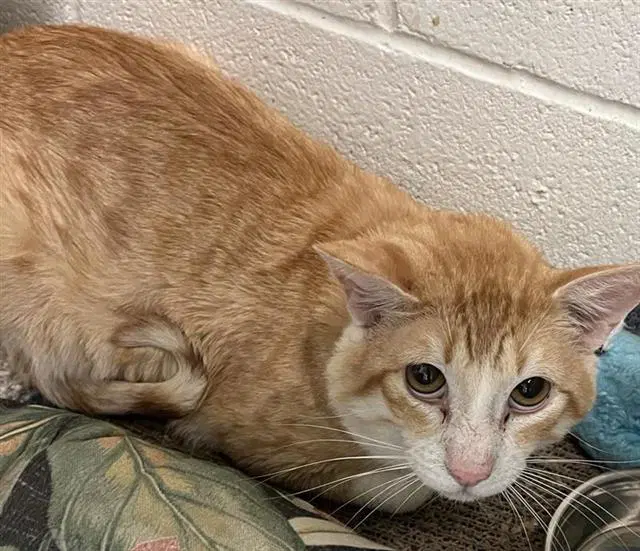 Clove - Domestic Short Hair