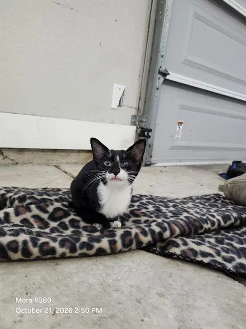 Oreo - Domestic Short Hair