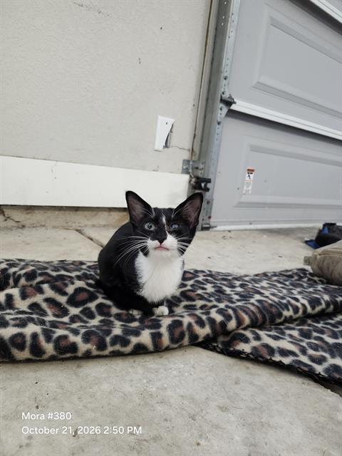 Oreo