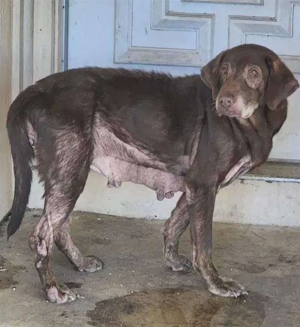 Cathey - Labrador Retriever