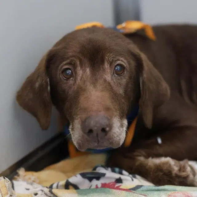 Cathey - Labrador Retriever