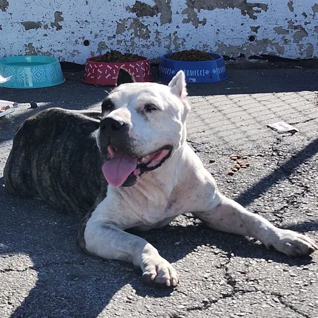 Bella - American Staffordshire Terrier