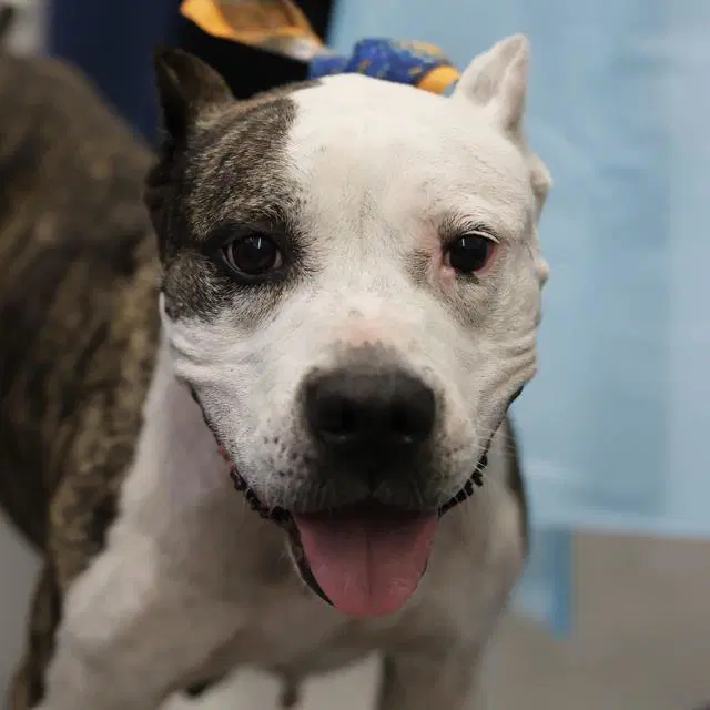 Bella - American Staffordshire Terrier