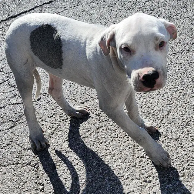 Casper - American Staffordshire Terrier