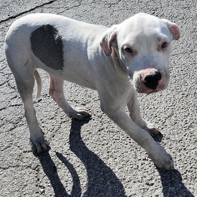 Casper