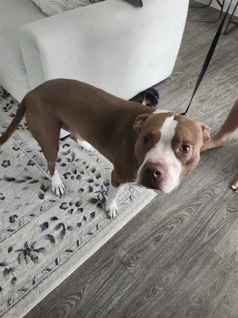 Casper - American Staffordshire Terrier