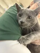 Calvin Harris - Domestic Short Hair
