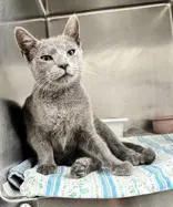 Amoxi Clav - Domestic Short Hair