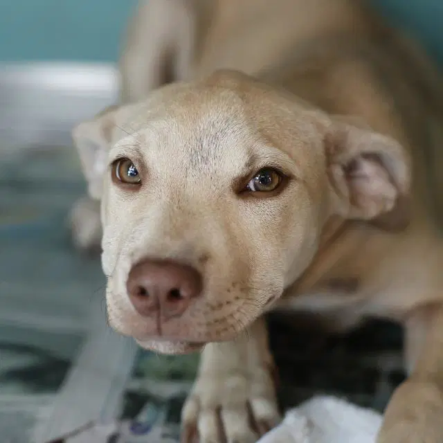 Lolipop - American Staffordshire Terrier