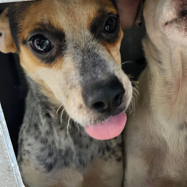 Oreo - Chihuahua