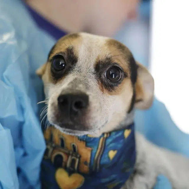 Oreo - Chihuahua